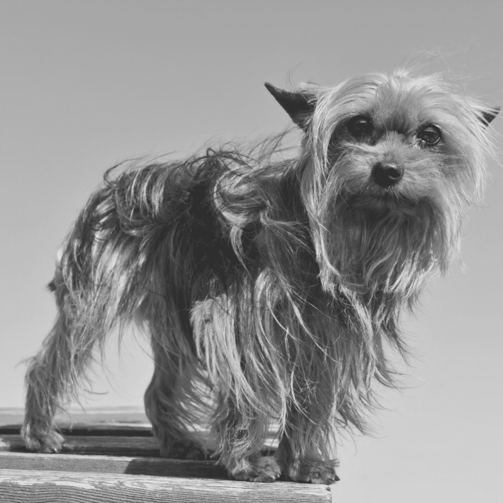 A Yorkshire Terrier dog