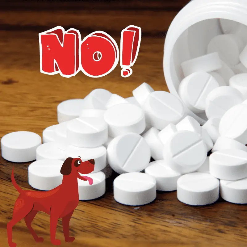 Paracetamol, dog, text - NO