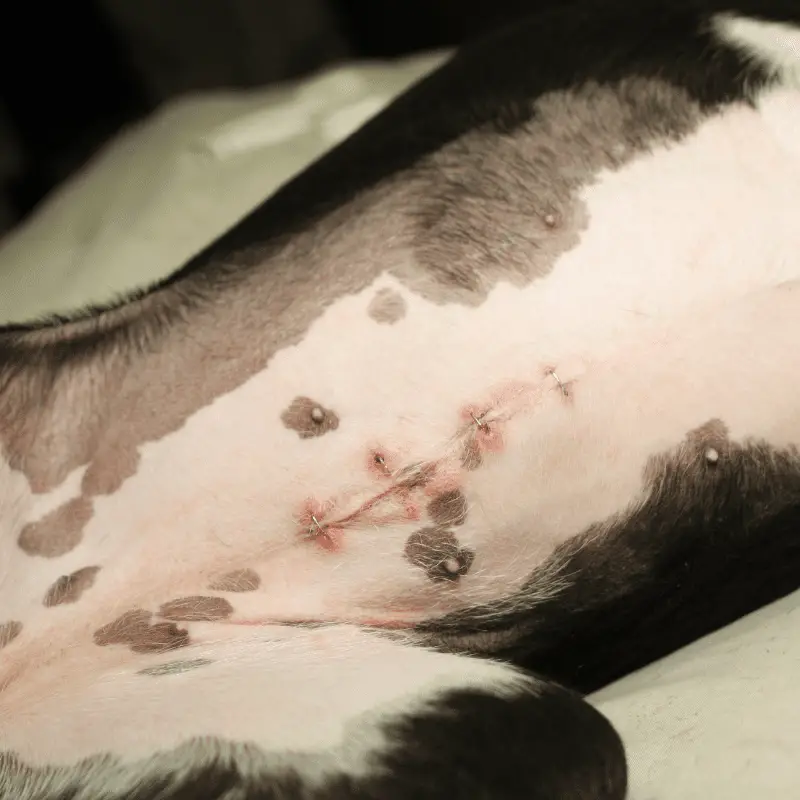 A neat female spayed wound