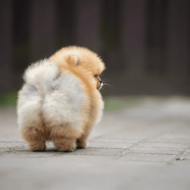 A dogs fluffy bum