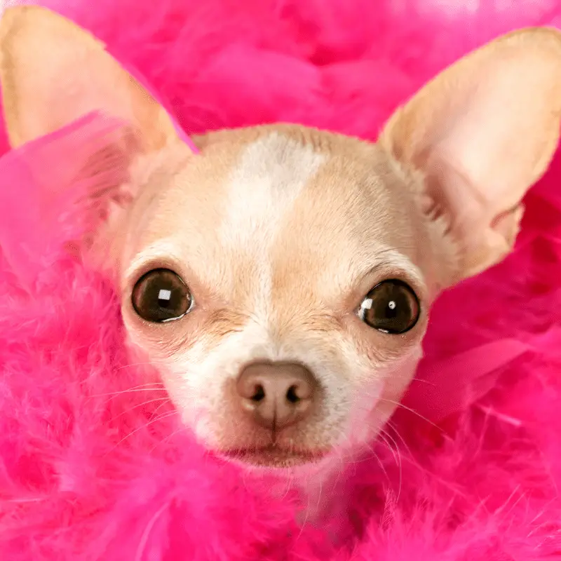 A female chihuahua with a pink background