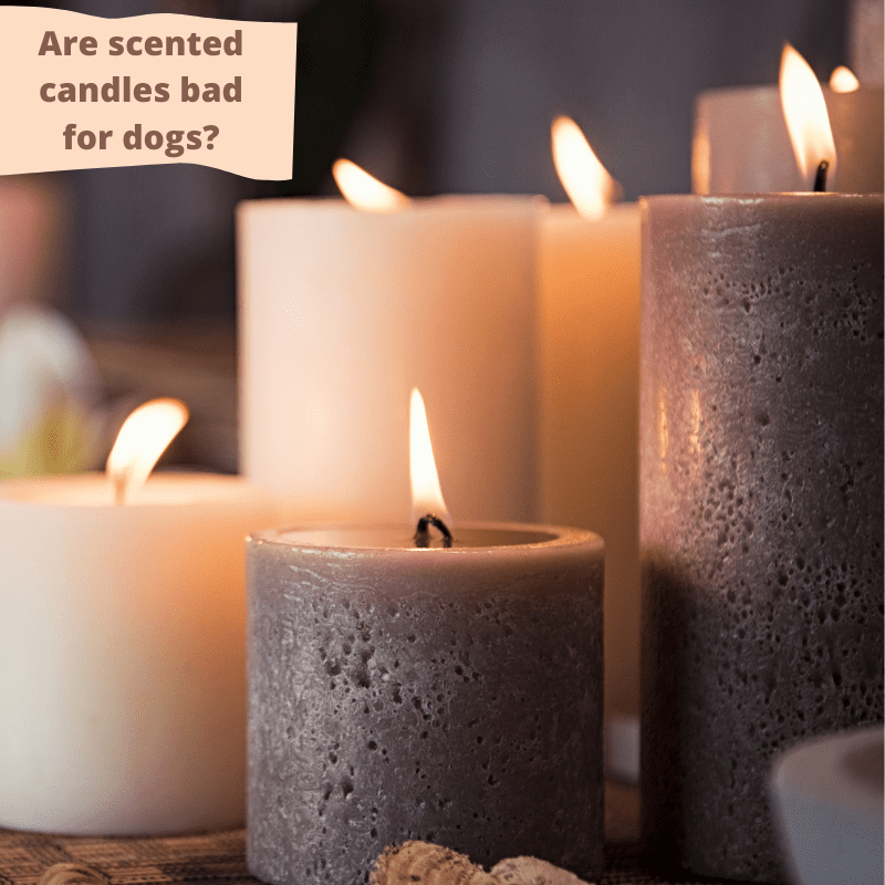 Are Scented Candles Harmful to Dogs? A Guide to Pet-Safe Candles