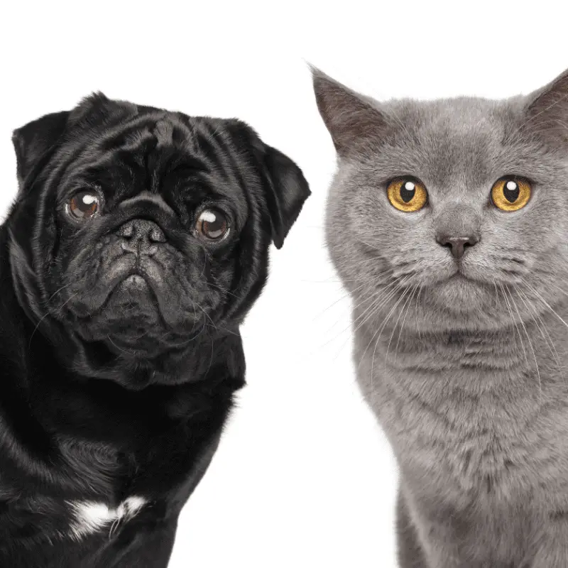 Black Pug and a grey cat looking at the camera together