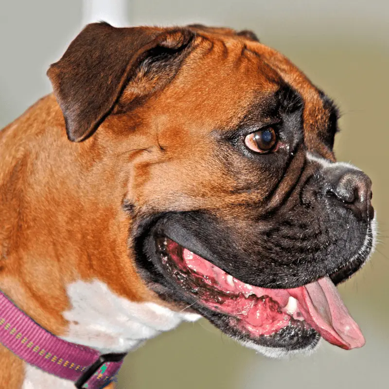 Side profile of a Boxer dog breed