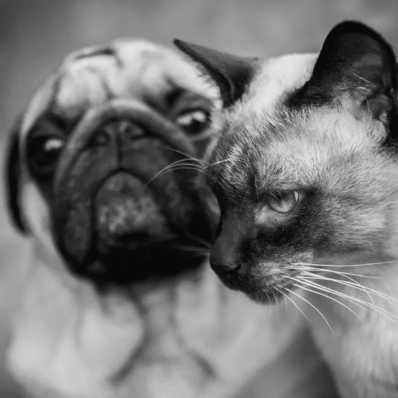 a cat and a pug together