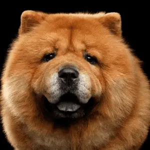 Close-up Portrait of Chow Chow Dog Looking in Camera on Isolated Black Background, front view