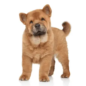 From Ancestors to Companions: Tracing the Journey of the Unique Chow ...