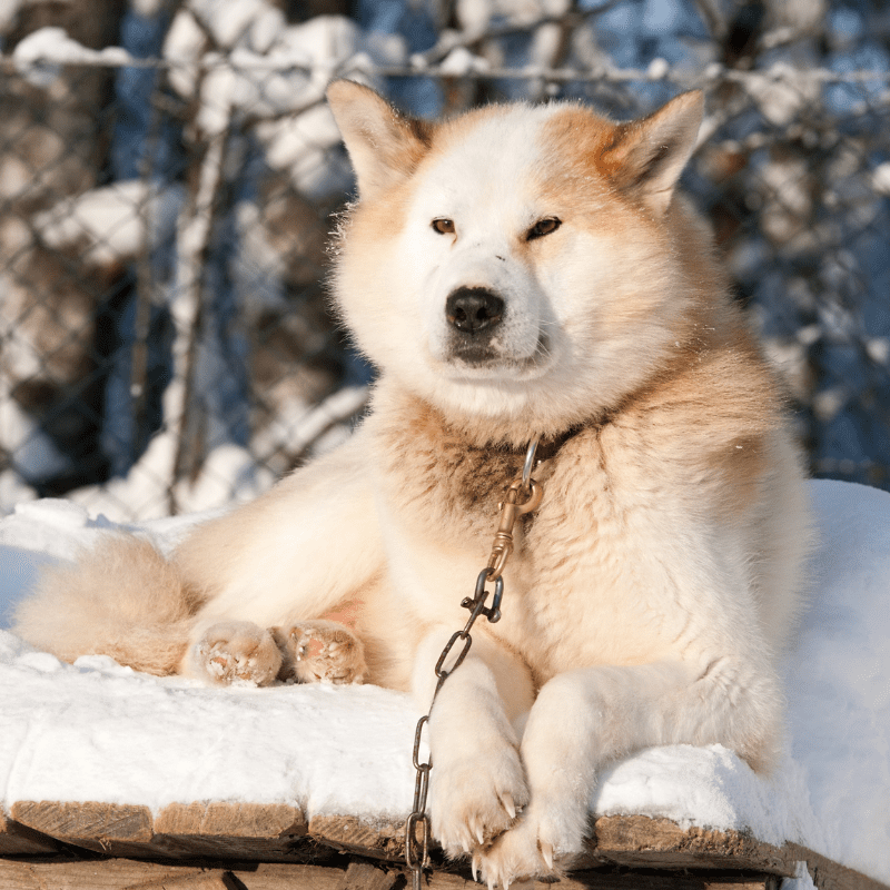 big dog of Chukchi husky breed on a chain in dog farm