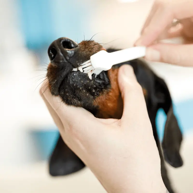 a dog getting his teeth cleaned