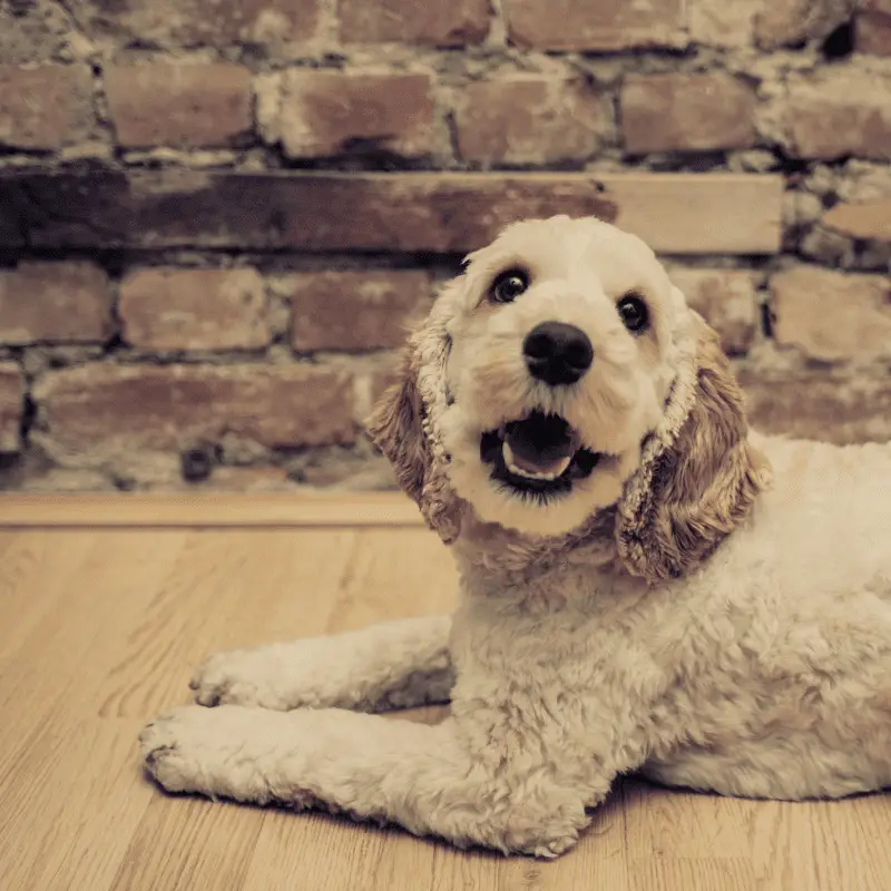 Cockapoo laying on floor