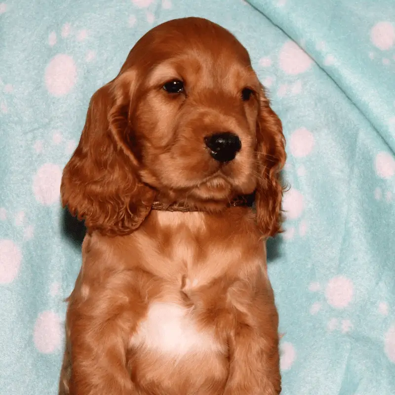 Cocker Spaniel Puppy with eye open