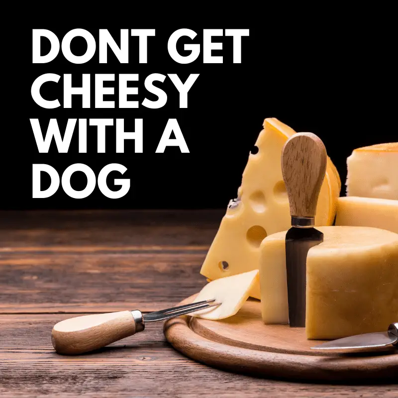 Cheese and text saying - DONT GET CHEESY WITH A DOG