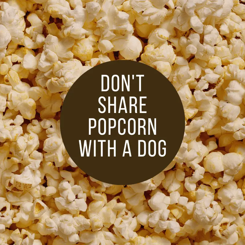 Popcorn and text saying don't share popcorn with a dog