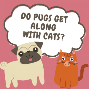 cartoon pug and cartoon cats with text - Do Pugs get along with cats