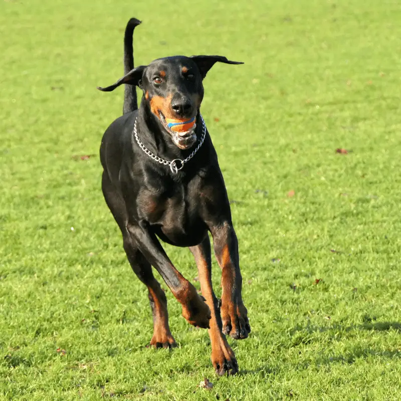 LEARN - History of the Dobermann | Dog Friendly Scene