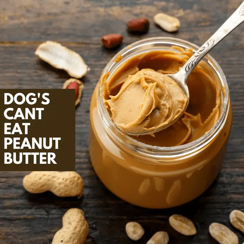 A jar of peanut butter and test saying - dog's cant eat peanut butter