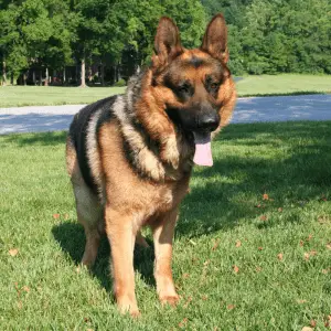 German Shepherd standing in the park