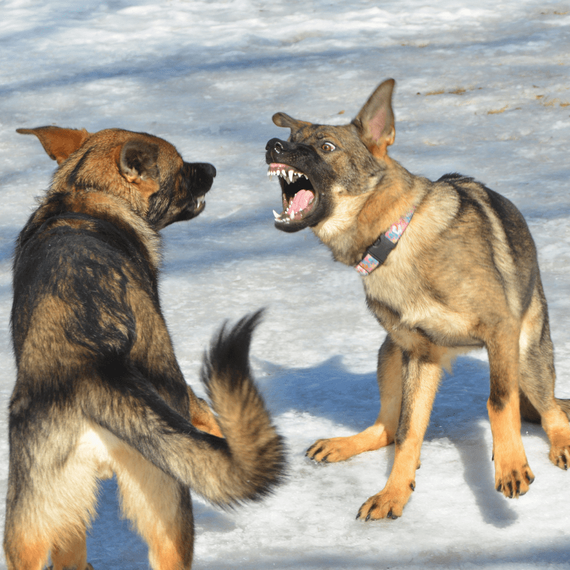German Shepherd's play fighting in the snow
