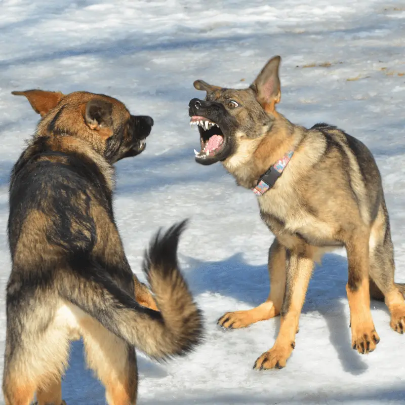 how to make a german shepherd howl