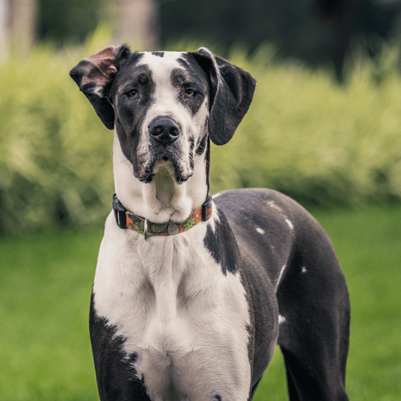 LEARN – History Of The Great Dane