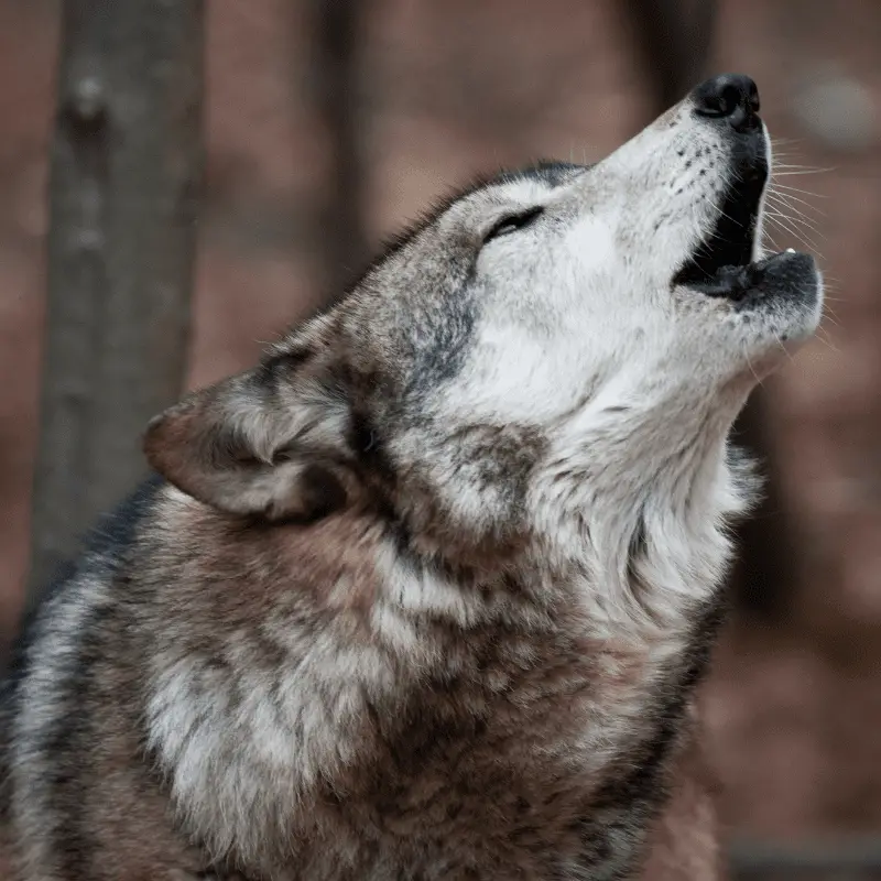 Grey wolf howling in a forest