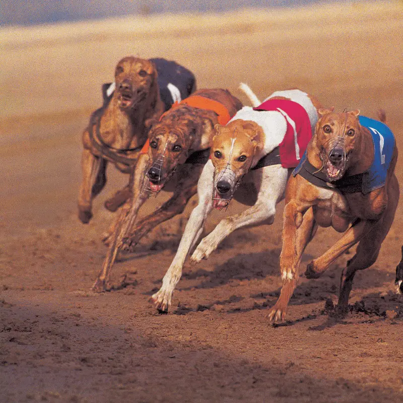 Greyhounds racing on track