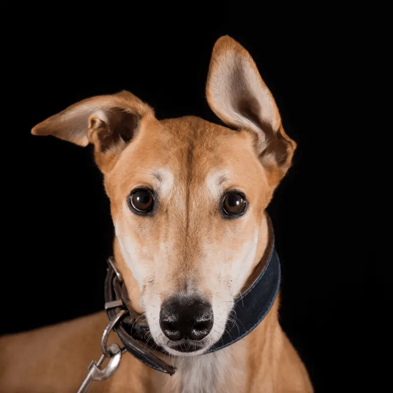 Tanned Greyhound looking at camera with a collar on