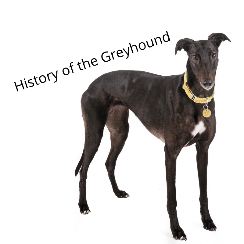 Black Greyhound standing