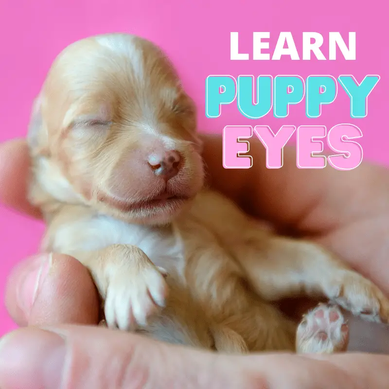 are puppies eyes supposed to be cloudy when they first open