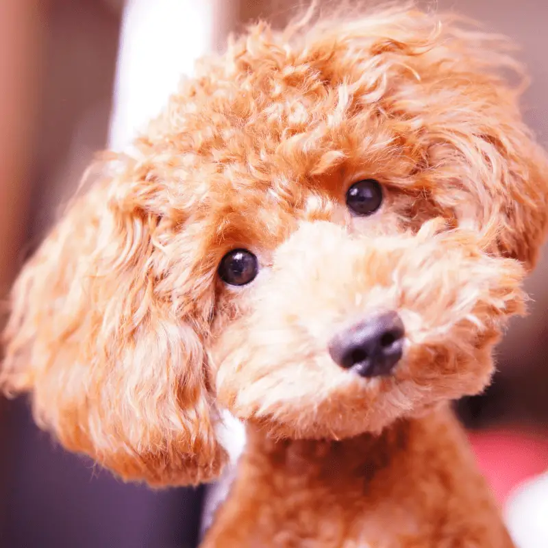 A light brown Poodle