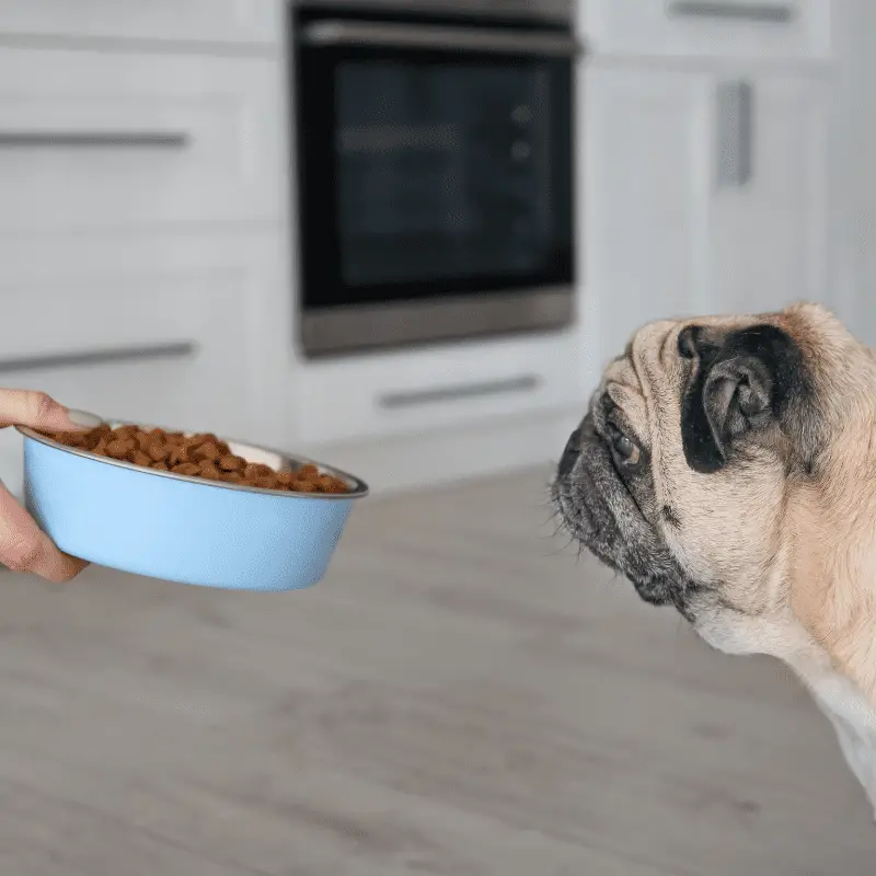 A Pug being passed a bowl of food