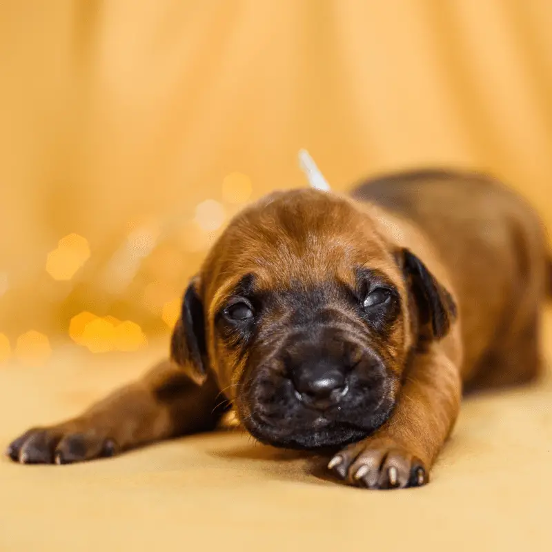 puppy eyes that have only just opened showing a slight blue colour to the eyes