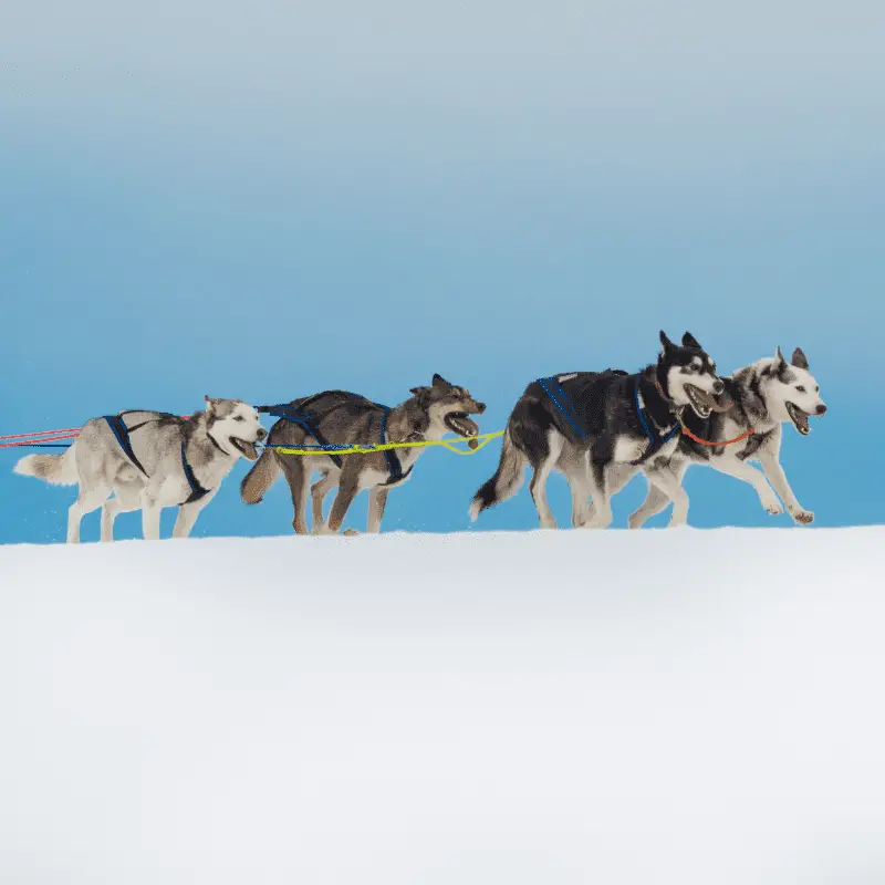 Siberian Huskies racing together on cold snow in a sled dog race.