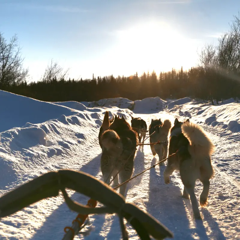 Siberian Huskies sledging in the snow