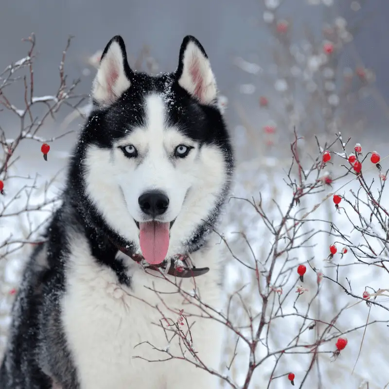 Siberian Husky dog sitting in the snow with tongue out