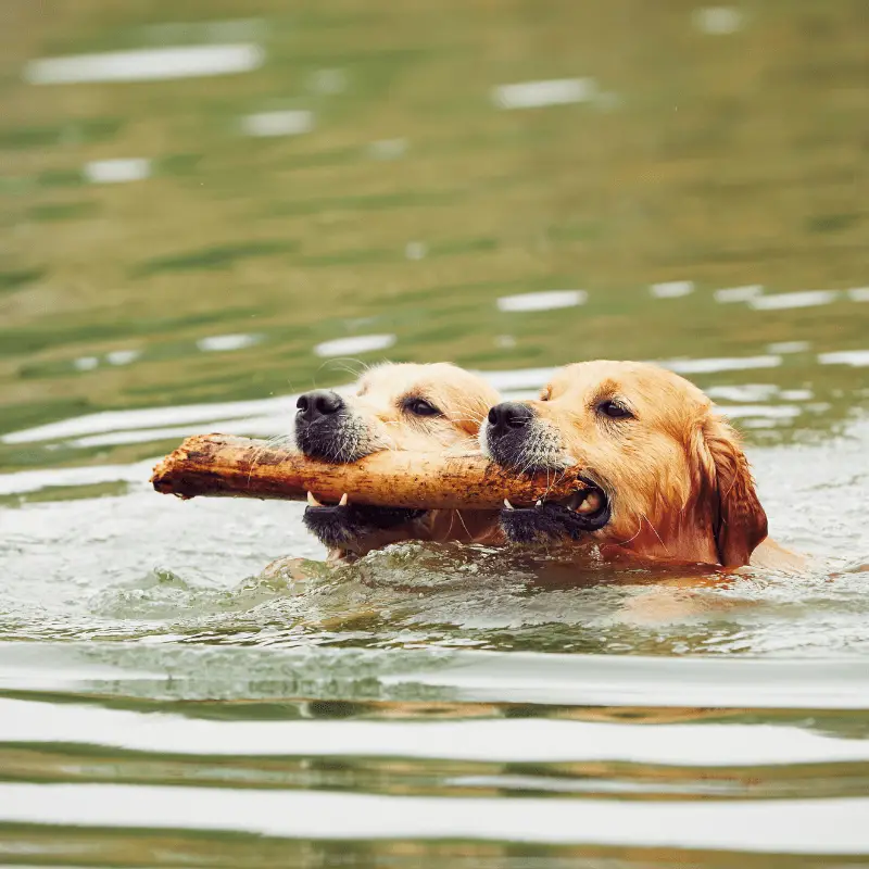 Two dogs swimming in a lake with a stick in mouth