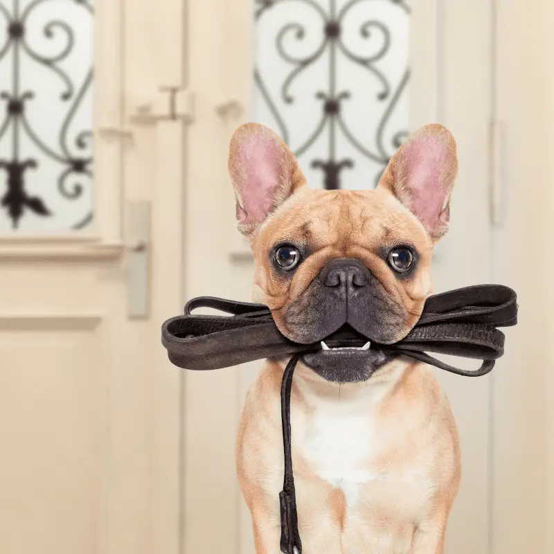 a pug dog with leash in mouth wanting to go out