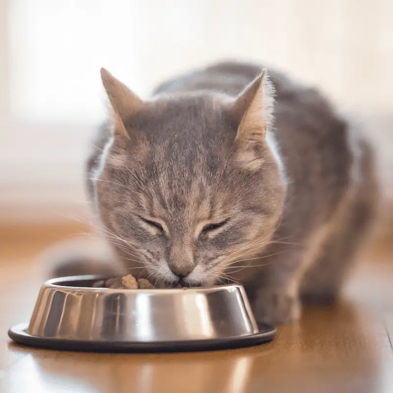 Grey Cat having dinner