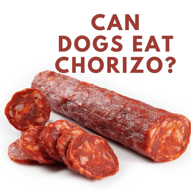 Chorizo sausage and text - Can dogs eat chorizo?
