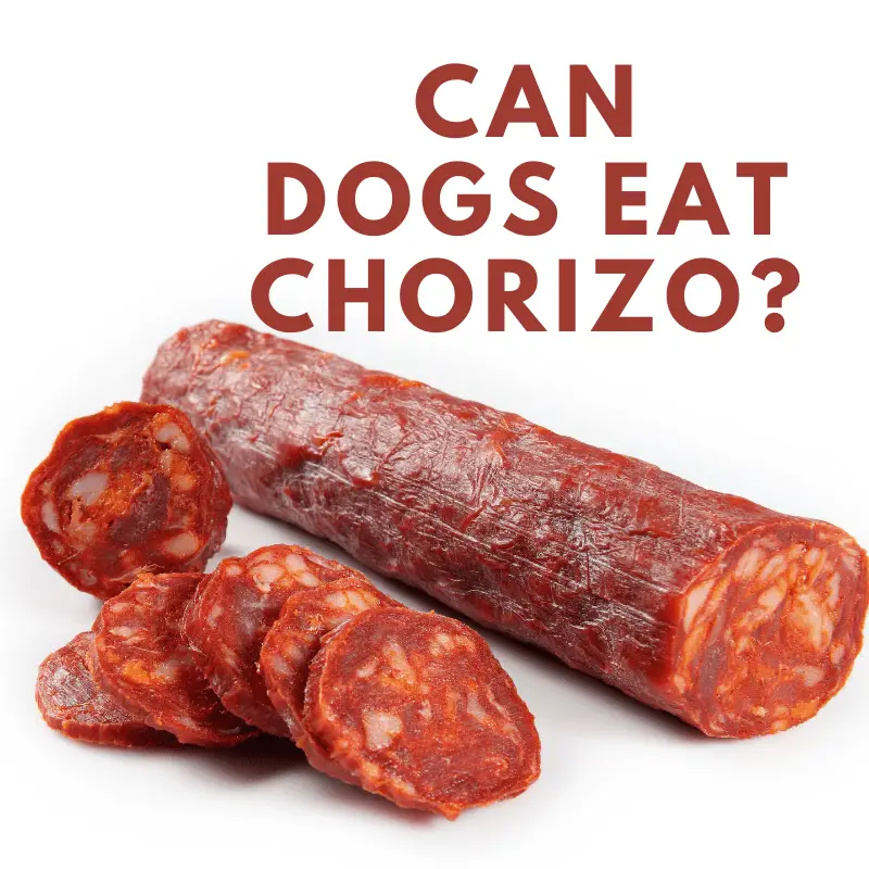 Can Dogs Eat Chorizo? - Dog Friendly Scene