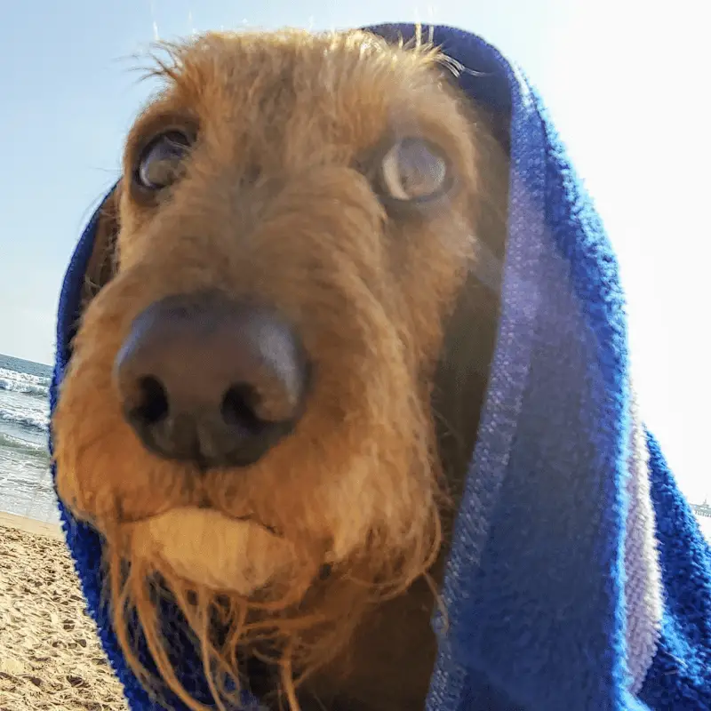 A dog with towel around him