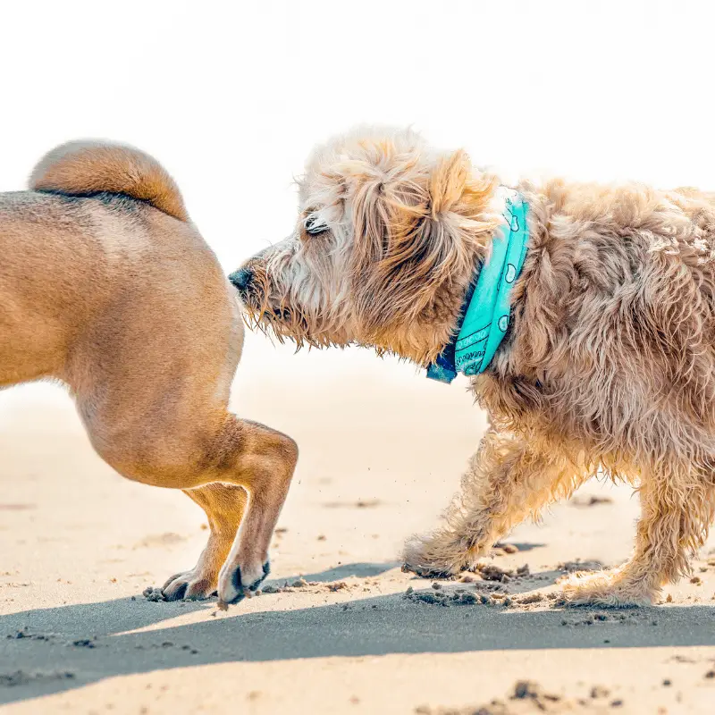 Dogs greeting each other smelling bums