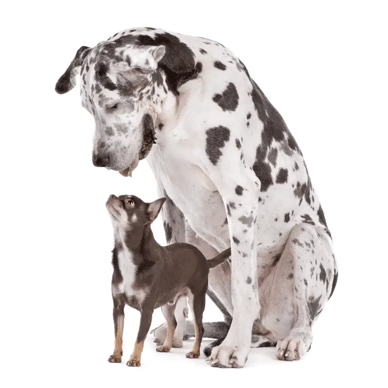 Great Dane harlequin and a chihuahua in front of a white background