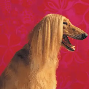 Afghan Hound side profile