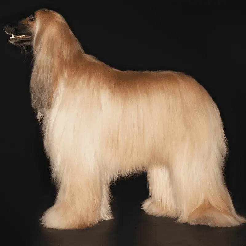 Afghan hound standing profile with long silky coat