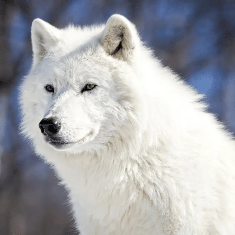Arctic wolf spitz