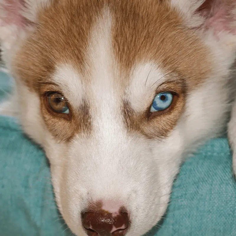 Bi-coloured eyes Siberian Husky