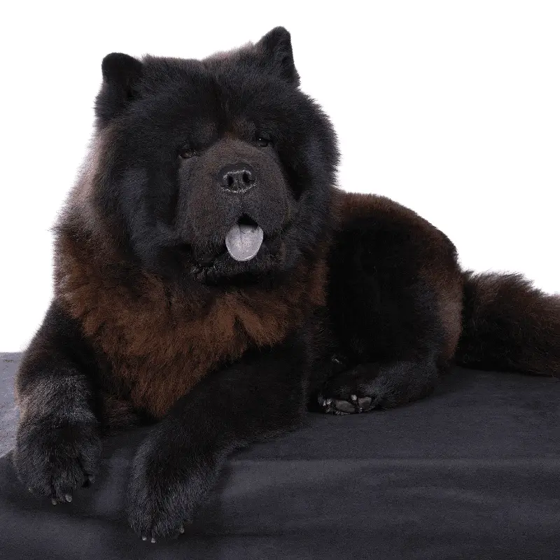 chow chows black