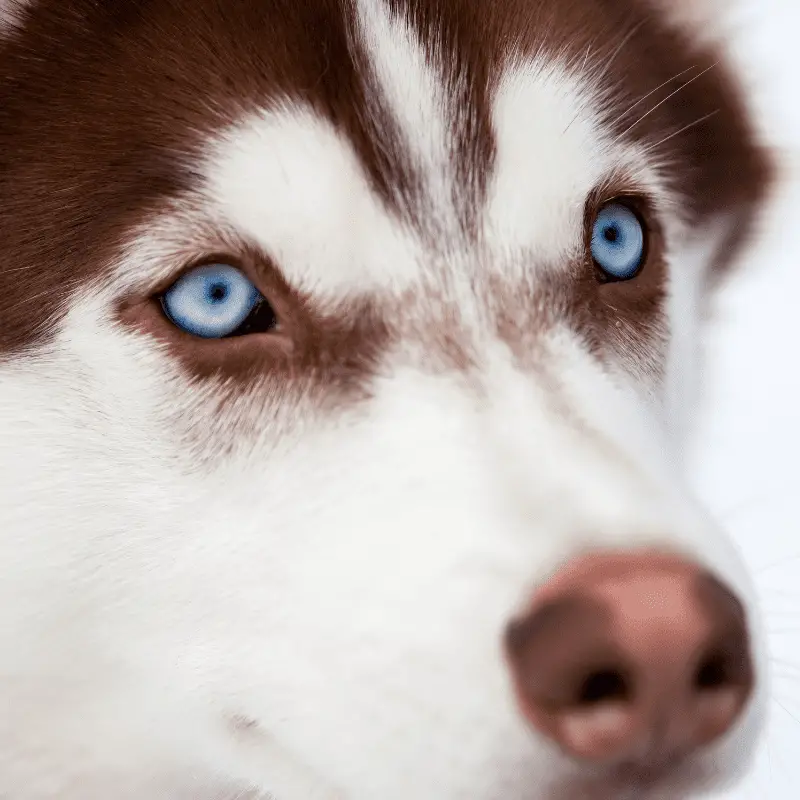 Blue eyes of Husky dog