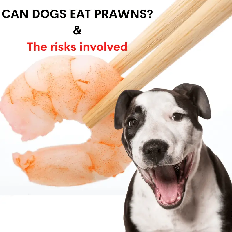 are dogs allowed prawns